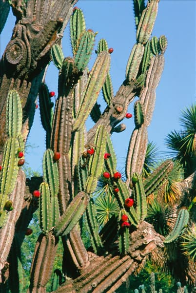 Cereus jamacaru