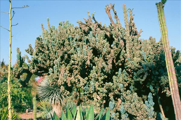 CEREUS HORRIBARIS