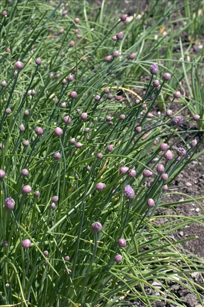 Allium schoenoprasum 'Miro'