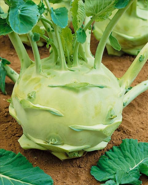 Brassica oleracea var. gongylodes Superschmelz