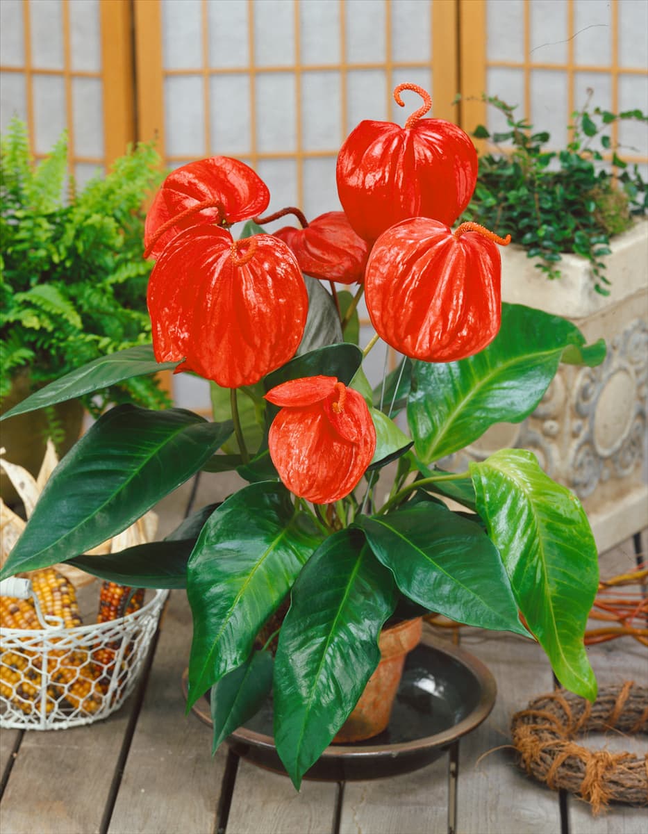 Anthurium scherzerianum