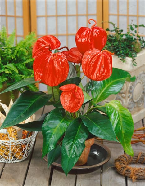 Anthurium scherzerianum