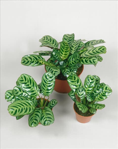 Calathea rotundifolia