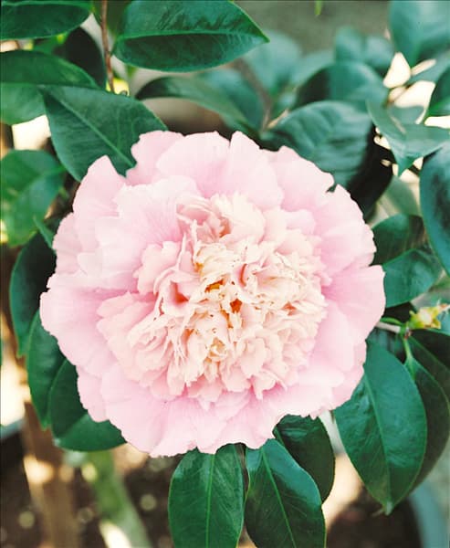 CAMELLIA ELEGANS SUPREME