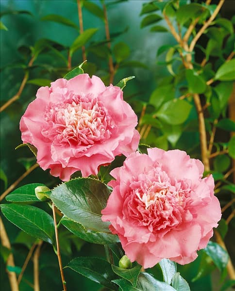 CAMELLIA ELEGANS SUPREME