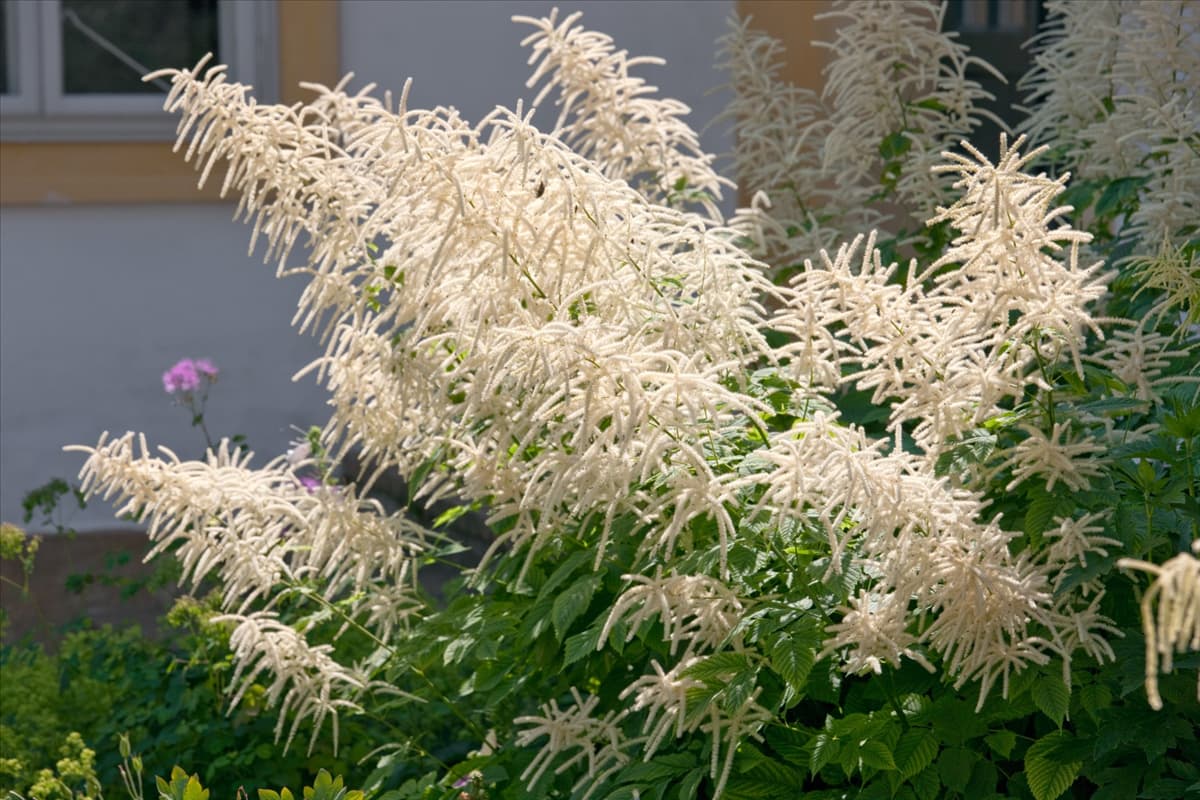 Aruncus dioicus