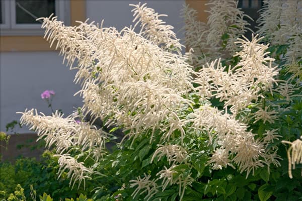 Aruncus dioicus