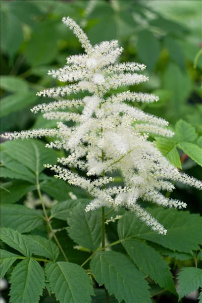 Aruncus dioicus
