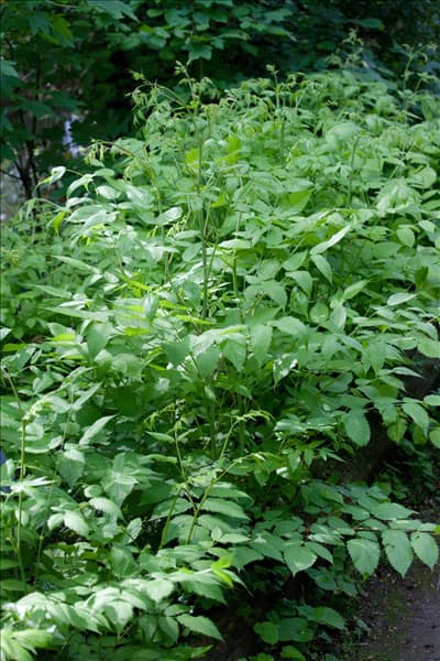 Aruncus dioicus