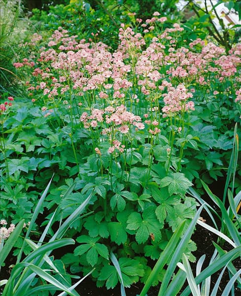 Astrantia major