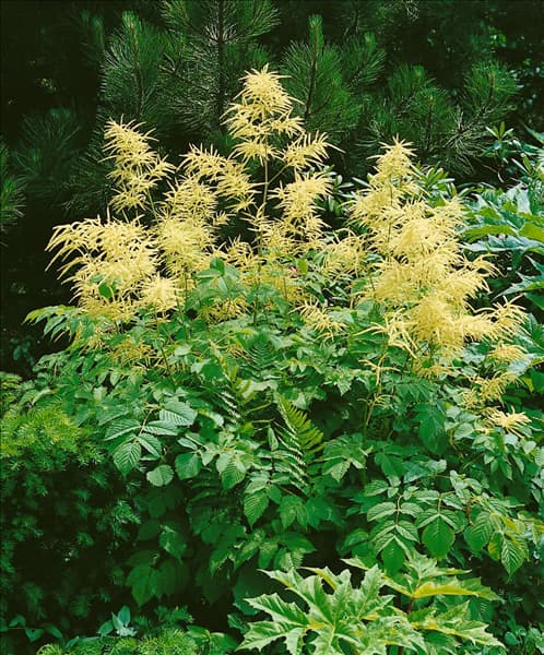 Aruncus dioicus