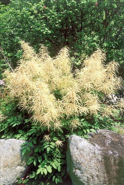 Aruncus dioicus