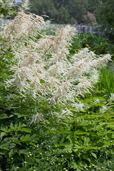 Aruncus dioicus