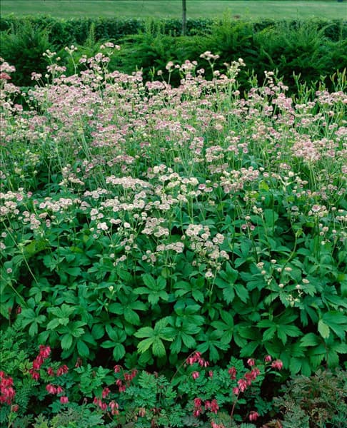 Astrantia major
