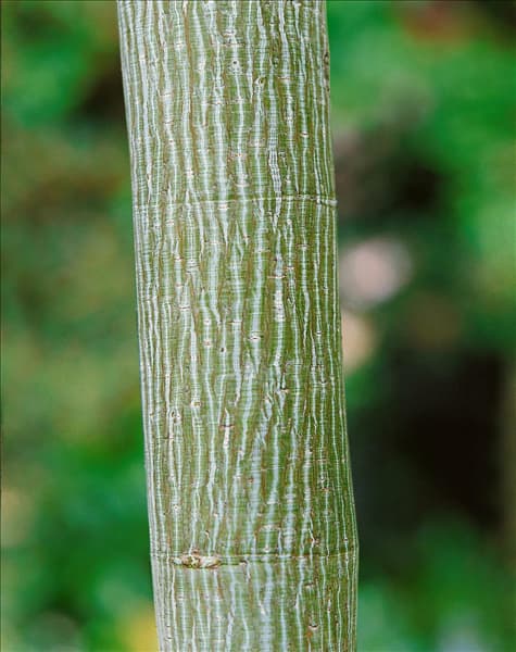 Acer davidii / Stamm / stem