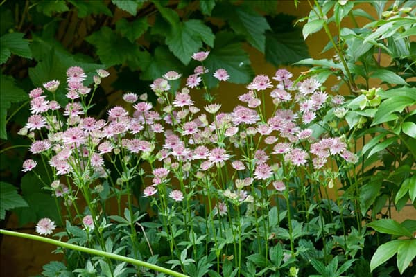 Astrantia major