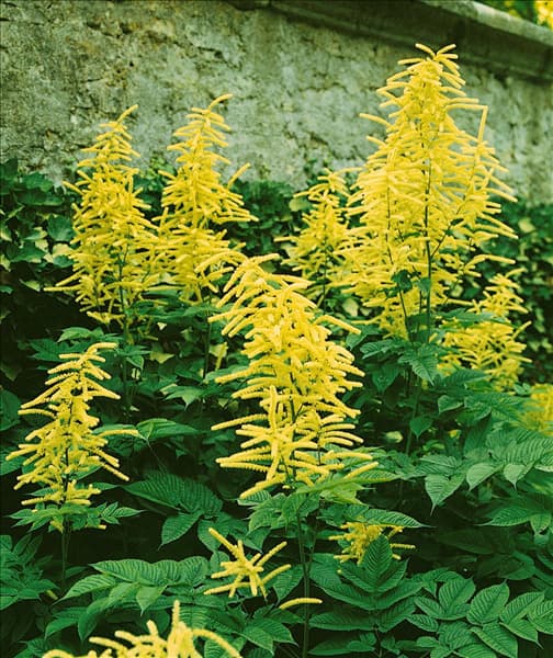 Aruncus dioicus