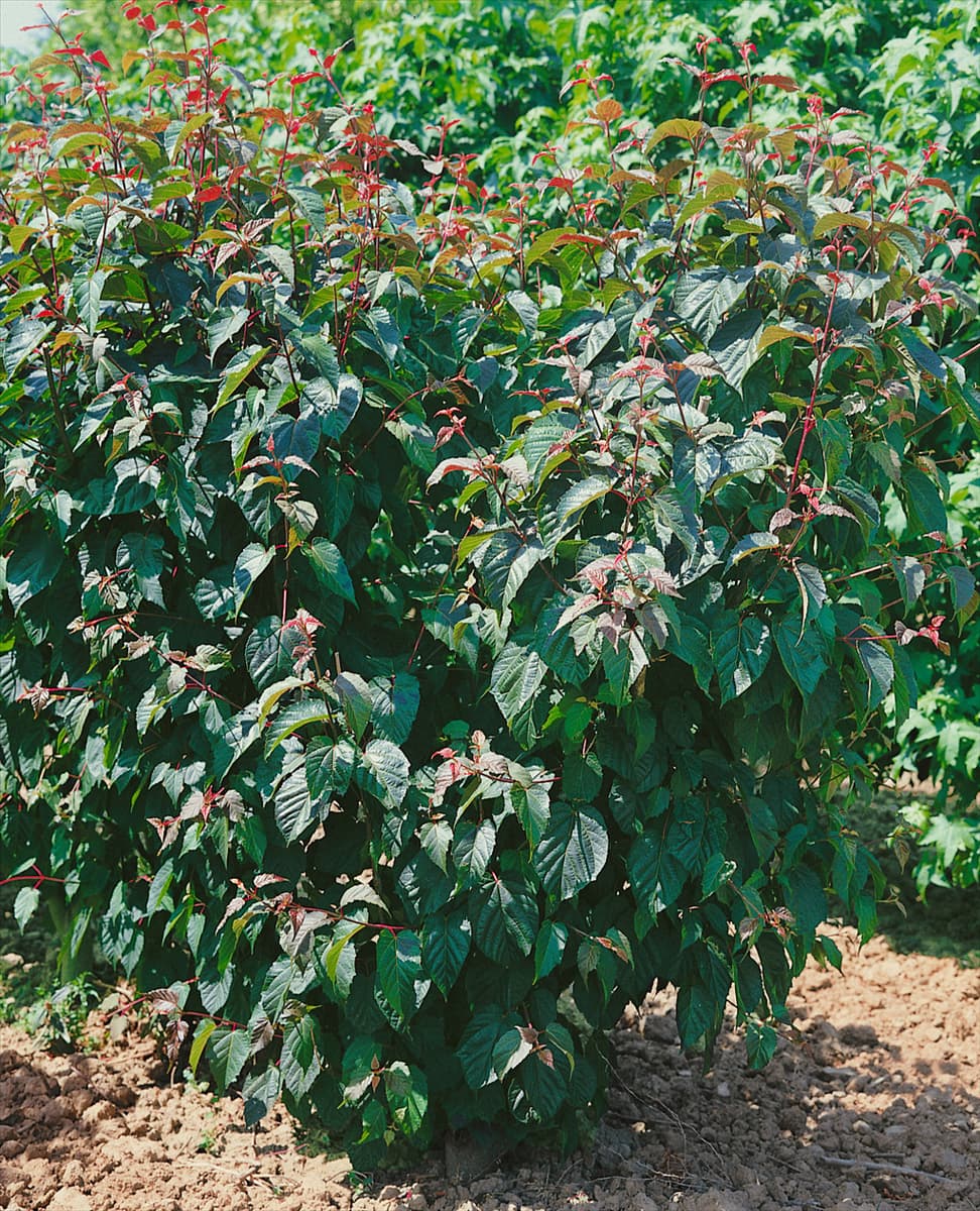 Acer davidii