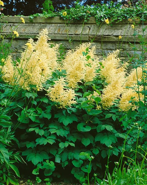 Aruncus dioicus