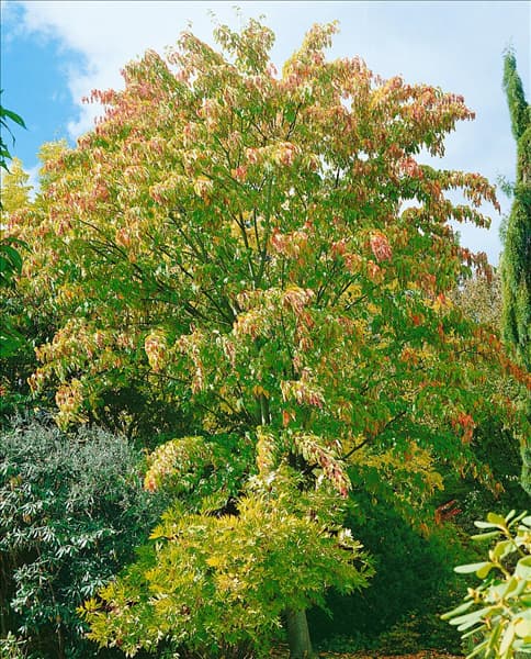 ACER DAVIDII