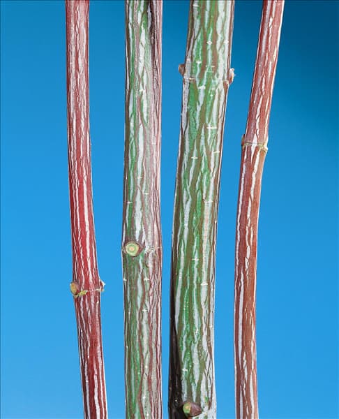 ACER DAVIDII SELECTION