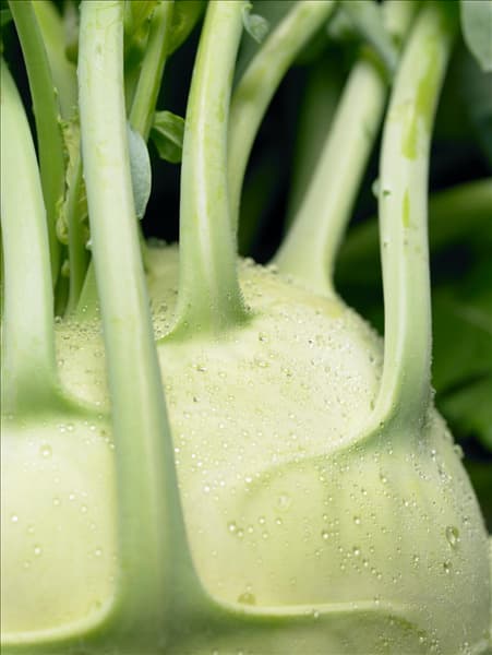 Brassica oleracea var. gongylodes Delikatess Weisser