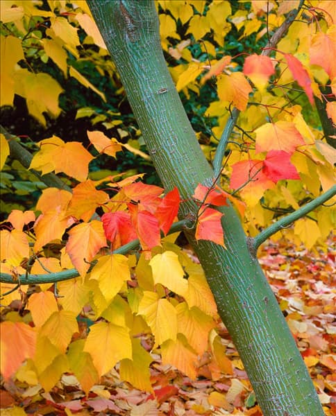 Acer davidii in autumn