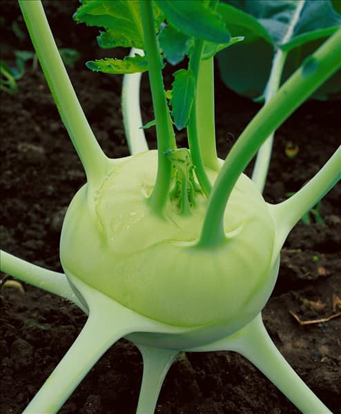 Brassica oleracea var. gongylodes Delikatess Weisser