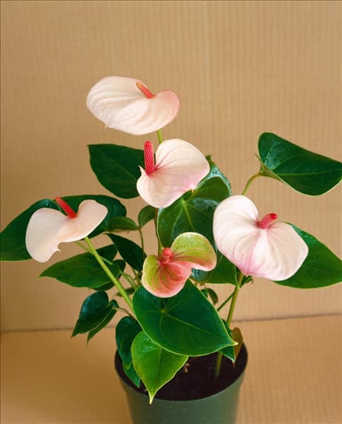 ANTHURIUM ANDREANUM CHAMPION