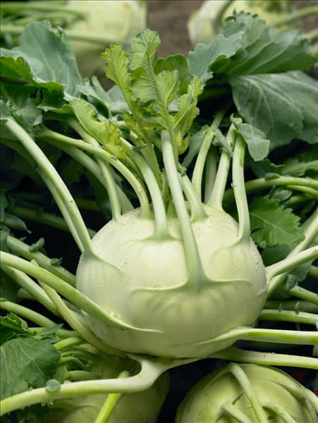Brassica oleracea var. gongylodes Delikatess Weisser