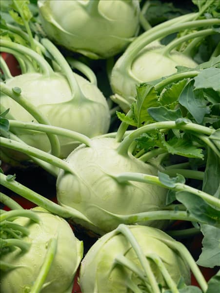 Brassica oleracea var. gongylodes Delikatess Weisser