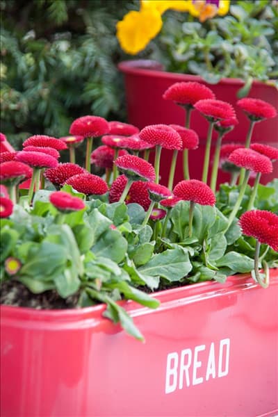 Bellis perennis