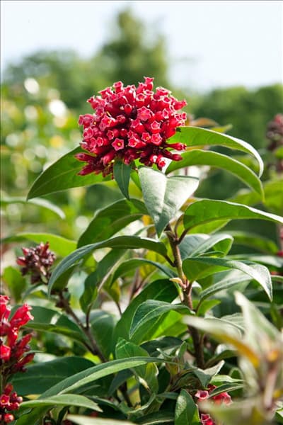 Cestrum elegans