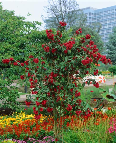 Cestrum elegans