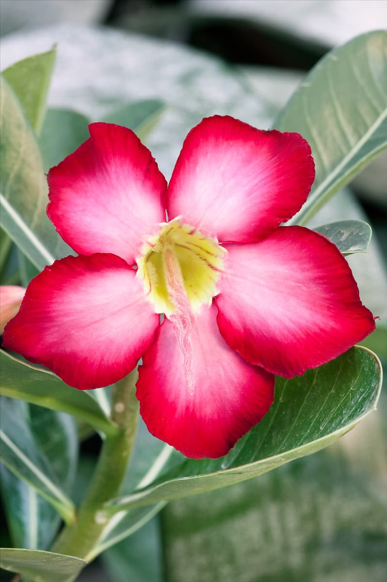 Adenium obesum