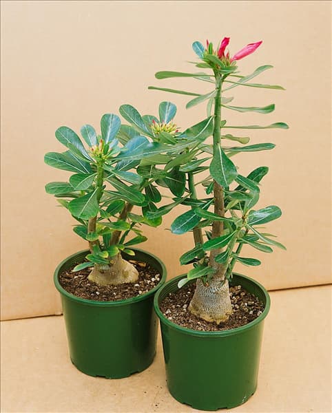 Adenium obesum