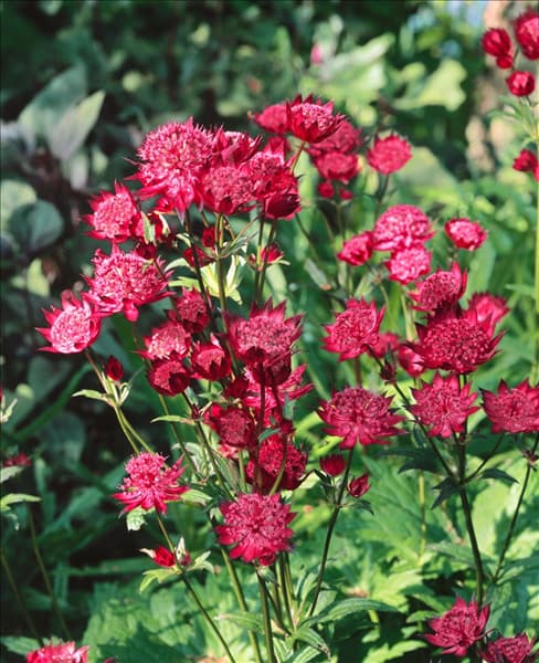 Astrantia major Claret