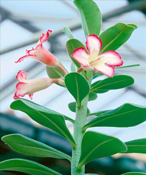 ADENIUM OBESUM / WÜSTENROSE