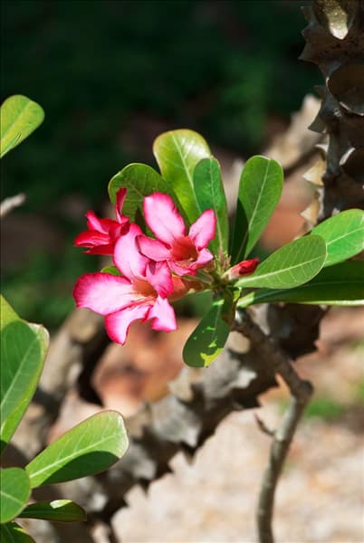 Adenium obesum