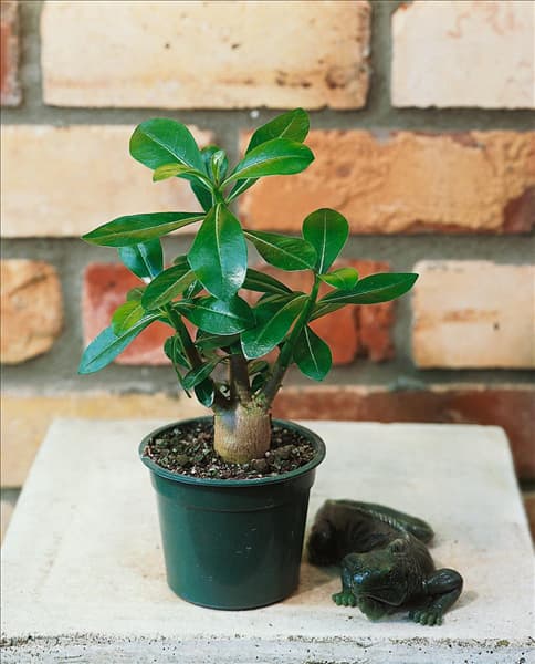 Adenium obesum