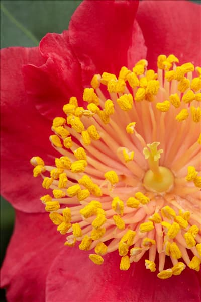 Camellia japonica Hiodoshi
