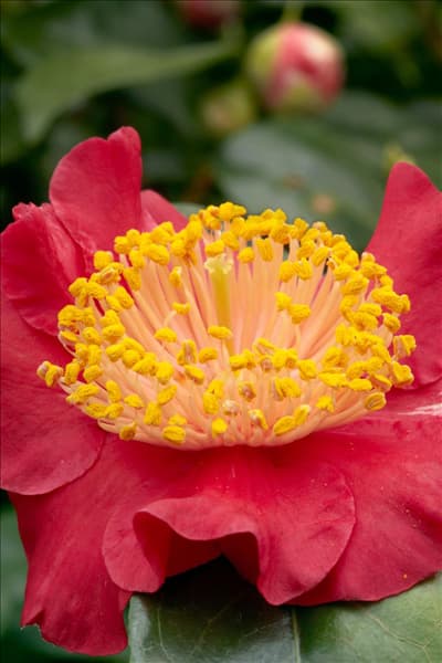 Camellia japonica Hiodoshi