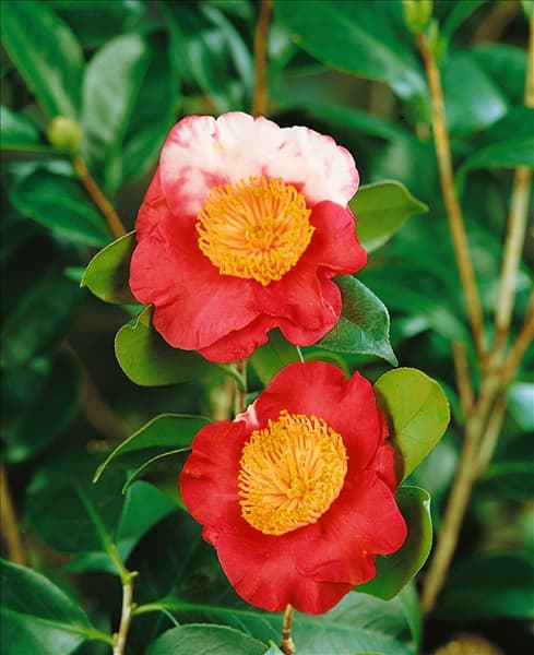 CAMELLIA HIGO JITSU-GETSU-SEI