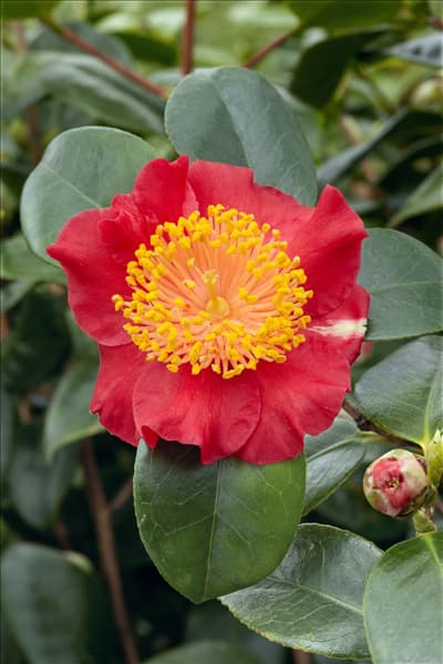 Camellia japonica Hiodoshi