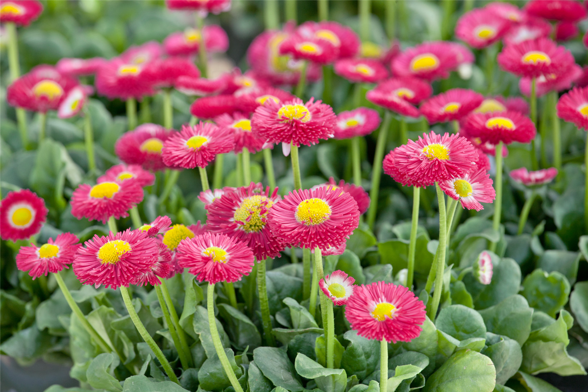 Bellis perennis Galaxy Rose
