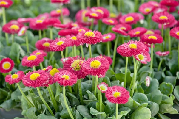 Bellis perennis 'Bella Rosa'