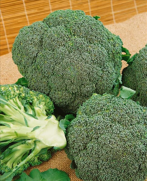 Brokkoli/Brassica oleracea var.italica SHOGUN