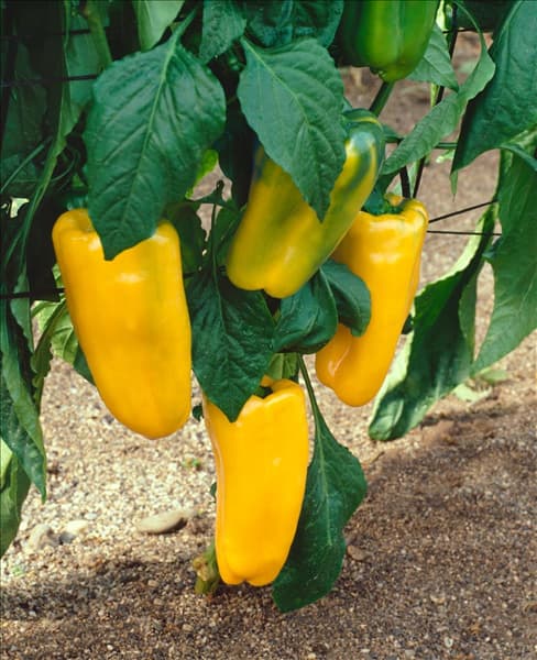 Paprika/Capsicum annuum yellow