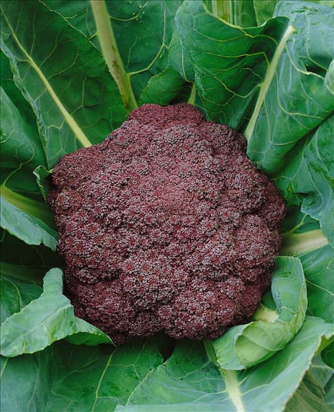 Brokkoli/Brassica oleracea var.italica Violet Queen F1