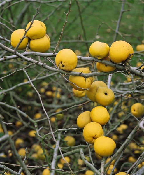 Chaenomeles japonica